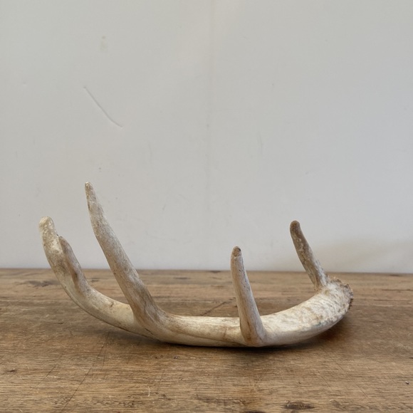 Decorative Antler - Picture 4 of 8